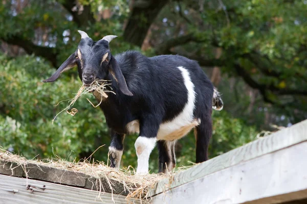 Siyah-beyaz keçi yeme — Stok fotoğraf