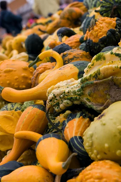 Gourds di Halloween — Foto Stock