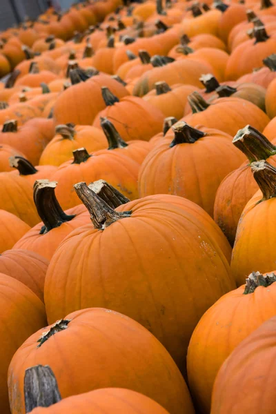 Pumpkins Lined up — Stock Photo, Image