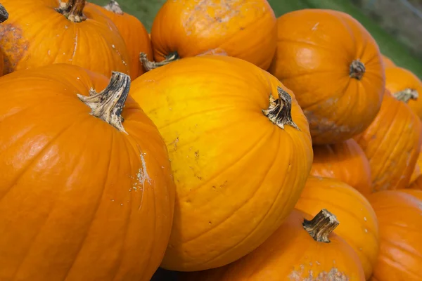 Pumpkins Lined up. — Stock Photo, Image
