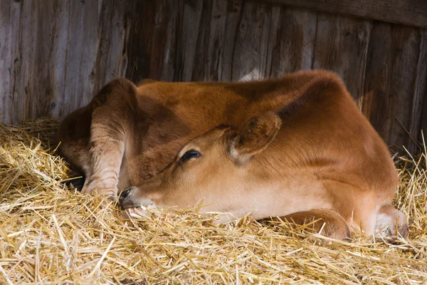 stock image A Cow resting in a manger.