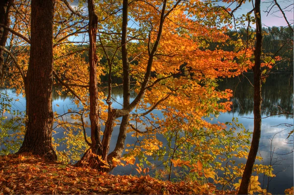 Hdr Bäume am Flussufer. — Stockfoto