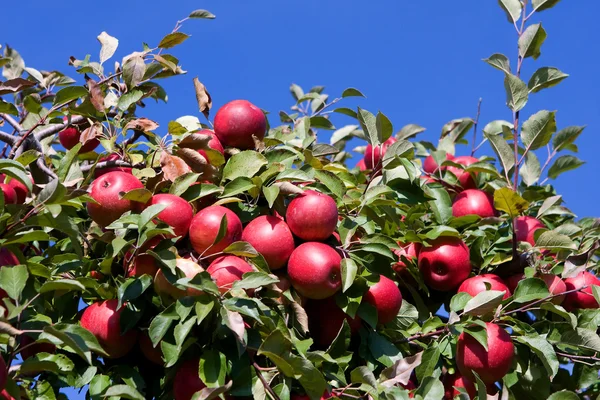 Branch with red apples against blue sky. — Stock Photo, Image