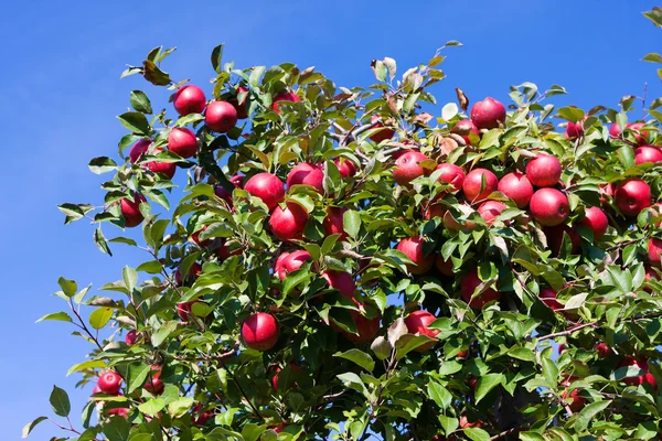 Trädgrenar full av röda äpplen mot blå himmel. — Stockfoto