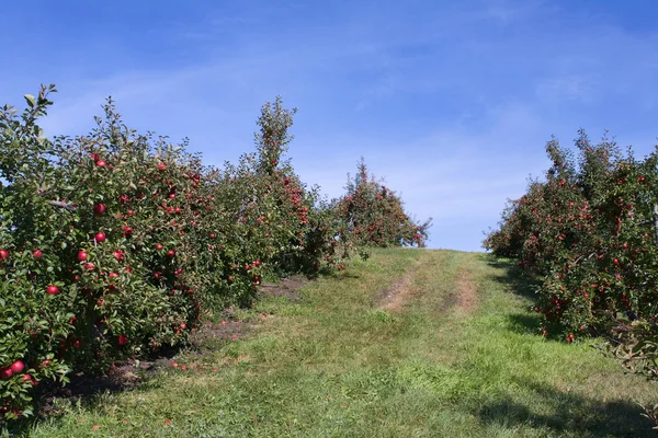 Pełna rippend jabłek sadu. — Zdjęcie stockowe