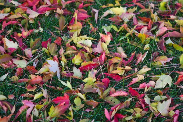 Fargerike blader av høst. – stockfoto