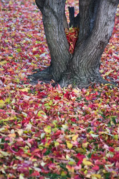 Красивые осенние листья фона. — стоковое фото