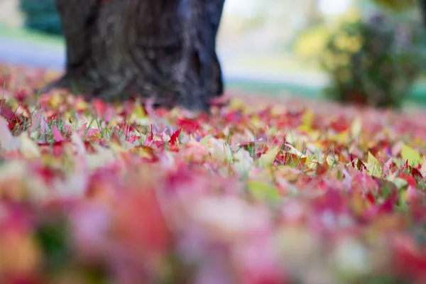 Hermosas hojas de otoño fondo. — Foto de Stock