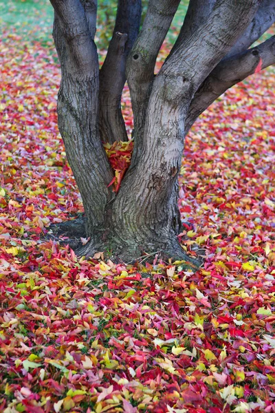 가을 나뭇잎 배경. — 스톡 사진