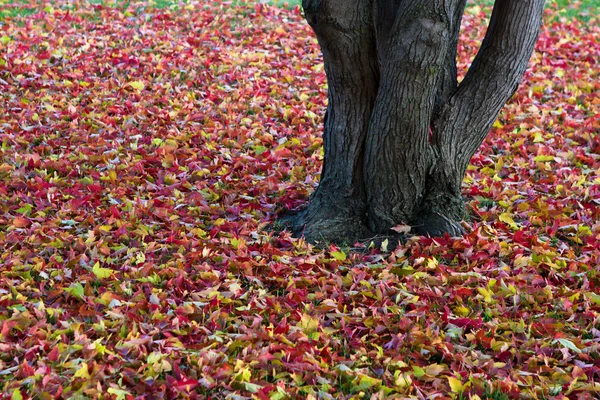 ฤดูใบไม้ร่วงที่สวยงามทิ้งพื้นหลัง . — ภาพถ่ายสต็อก