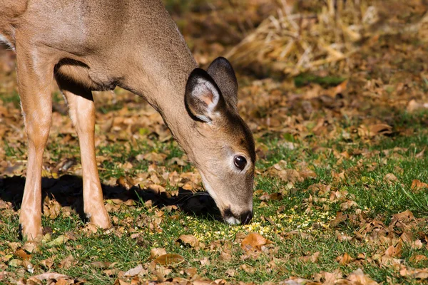 Young Deer eating grass. — Stock Photo, Image