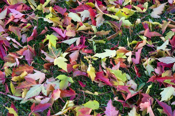 Colorful Autumn Leaves Background — Stock Photo, Image