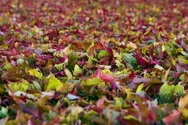 ฤดูใบไม้ร่วงที่มีสีสันทิ้งพื้นหลัง — ภาพถ่ายสต็อก