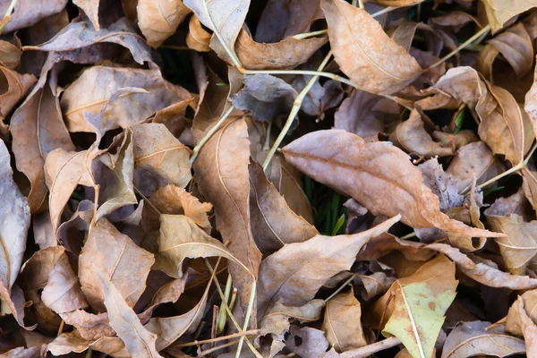 Dry Fallen Autumn Leaves Background — Stock Photo, Image