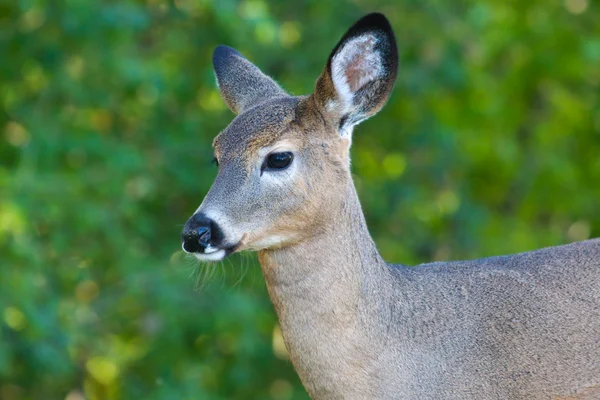 Close up portrait of female deer. — Stock Photo, Image
