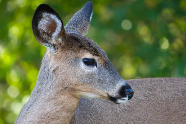 Close up portrait of female deer. — Stock Photo, Image