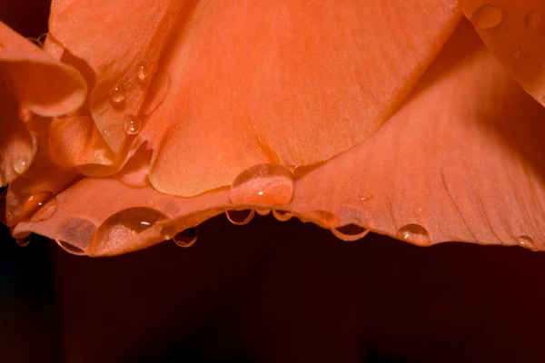 아름 다운 오렌지 장미 페달 — 스톡 사진