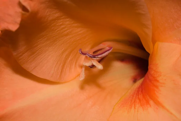 오렌지 백합을 클로즈업 한 모습 — 스톡 사진