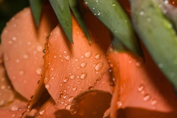 Красиві помаранчеві троянди педалі — стокове фото