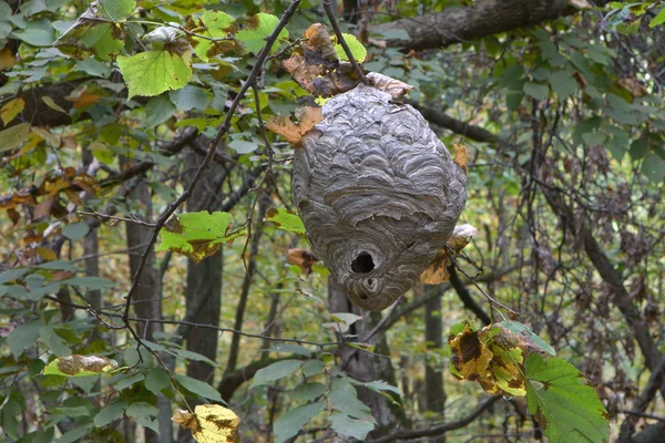 キアシナガバチ巣 — ストック写真