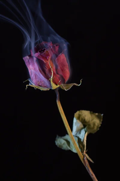 Sigara kırmızı gül — Stok fotoğraf