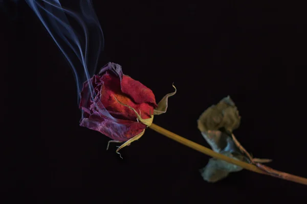 Fumar rosa vermelha — Fotografia de Stock