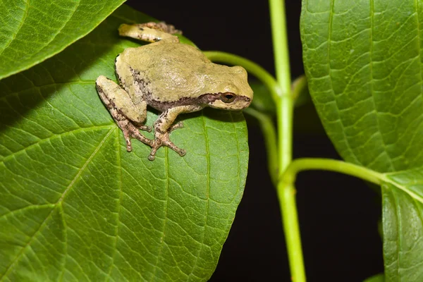 Справитися з сіра деревна жаба — стокове фото