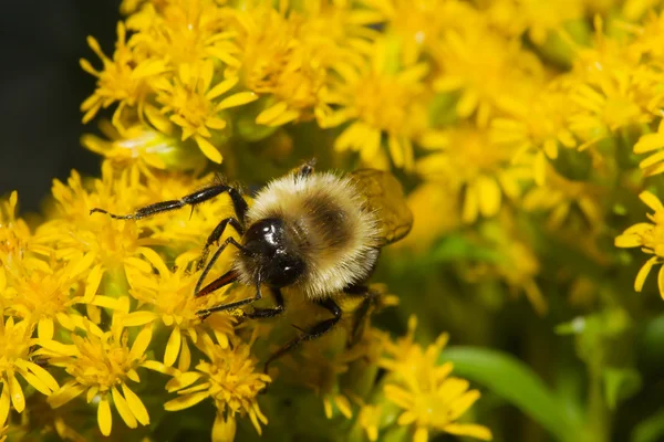 Golden Northern Bumblebee. — Stock Photo, Image