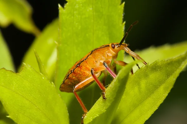 Щиты жуки, также известные как вонючие жуки. — стоковое фото