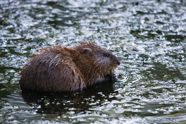 Beaver eten — Stockfoto