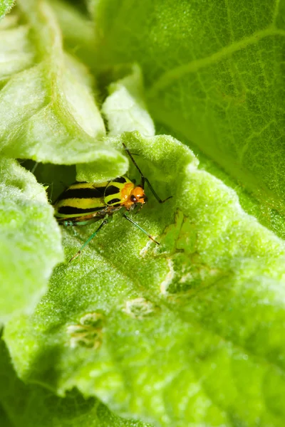 Neljä vuorattu kasvi Bug — kuvapankkivalokuva