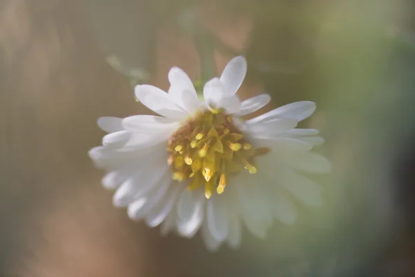 Gyönyörű puha daisy — Stock Fotó