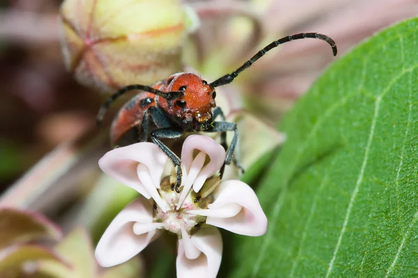 The Red Milkweed Beetle — Stock Photo, Image