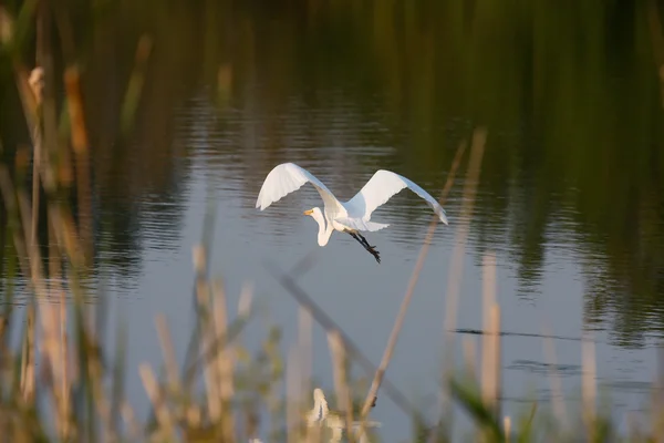 Great Egret Leaving the Area — Stock Photo, Image