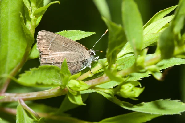 Grijze melinus vlinder — Stockfoto