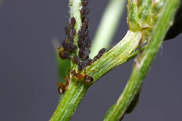牛蚂蚁管理贫弱蚜虫 — 图库照片