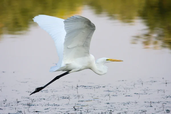 Grande egret voando — Fotografia de Stock