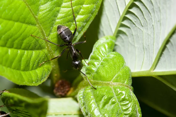 Czarną mrówkę na liściu. — Zdjęcie stockowe