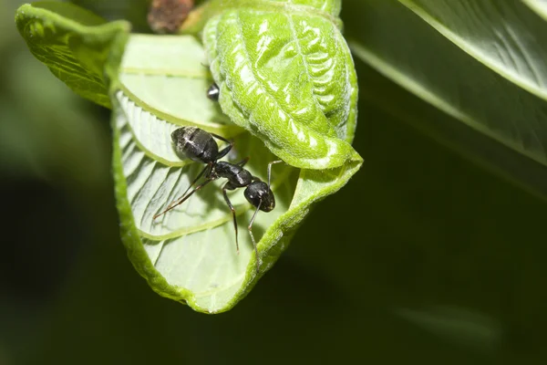 Zwarte mier op een blad — Stockfoto