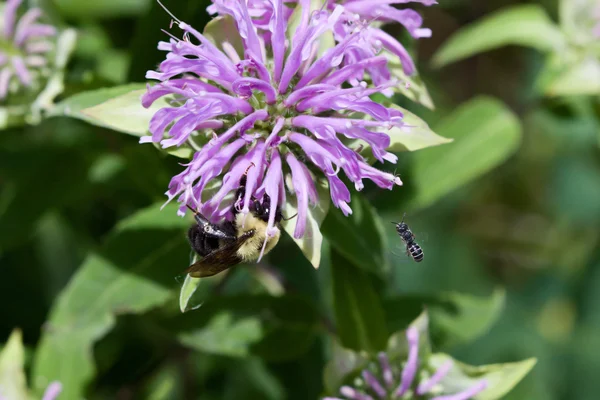 Bee Fight — Stock Photo, Image