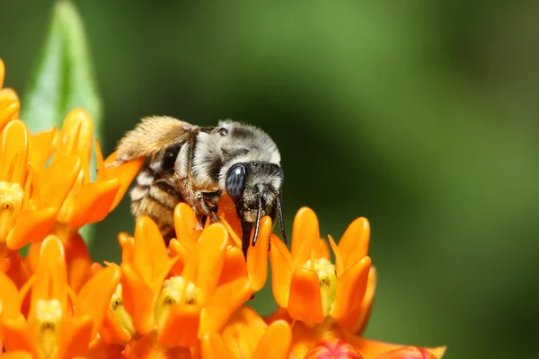 Bumblebee do norte dourado em uma flor — Fotografia de Stock