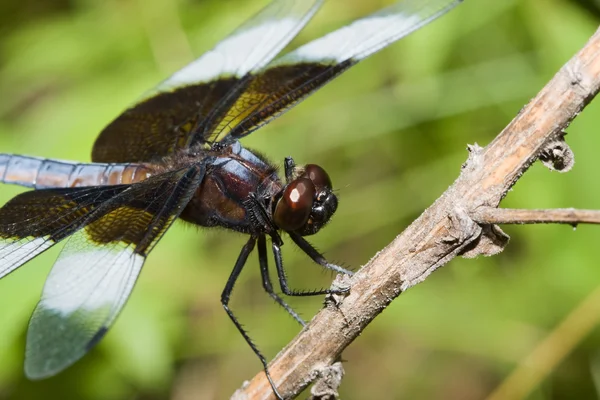 Widow Skimmer Dragonfly — Stock Photo, Image
