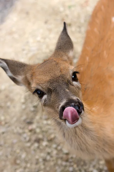 Small female deer licking it's lips and nose — Stock Photo, Image