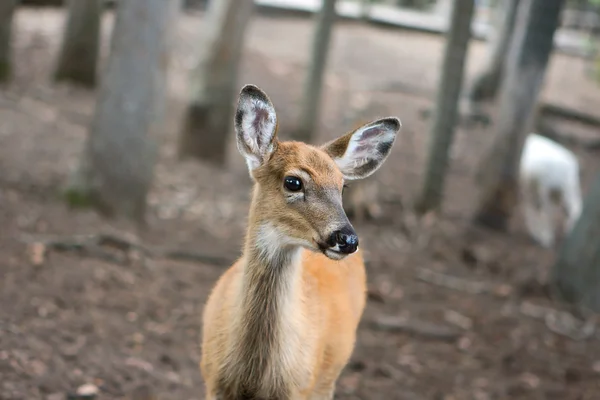 小さな鹿 — ストック写真