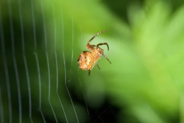 女性クモ蜘蛛 — ストック写真
