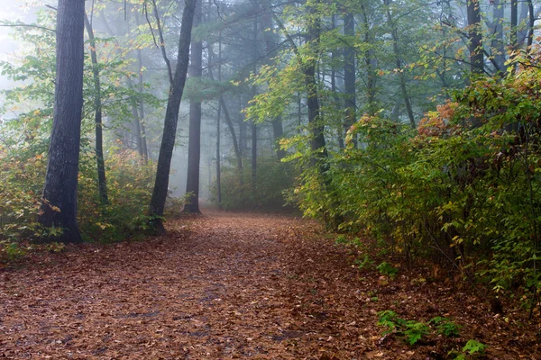 Folhagem florestal de outono — Fotografia de Stock