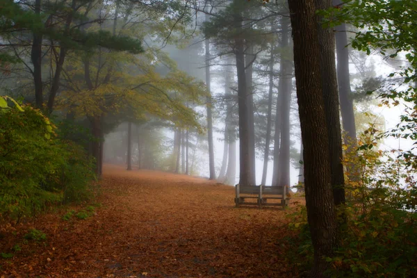 Скамейка в лесной листве — стоковое фото