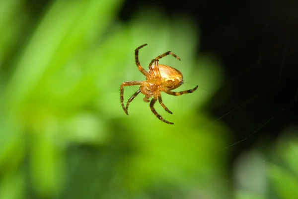 Aranha fêmea de teia de aranha — Fotografia de Stock