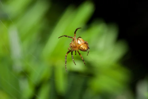 Női pókháló pók — Stock Fotó