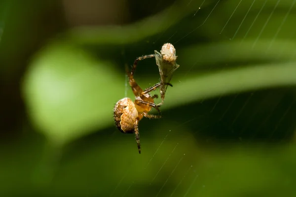 La telaraña femenina Spider and Pray — Foto de Stock